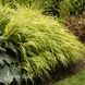 Хаконехлоя Олл Голд (Hakonechloa macra All Gold) 20065 фото 1