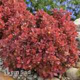 Барбарис Тунберга Рубі Стар (Berberis thunbergii Ruby Star) 20166 фото