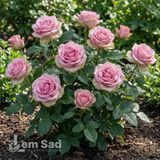 Троянда чайно-гібридна Вем (Rosa Wham) 50249 фото