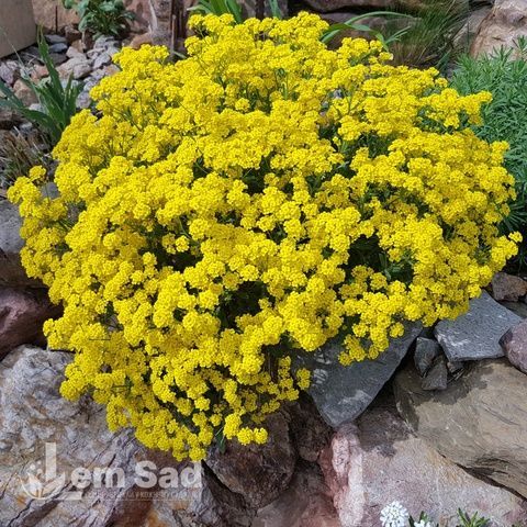 Алиссум Вульфена Голден Спринг (Alyssum wulfenianum Golden Spring) 20112 фото