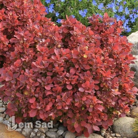 Барбарис Тунберга Руби Стар (Berberis thunbergii Ruby Star) 20166 фото