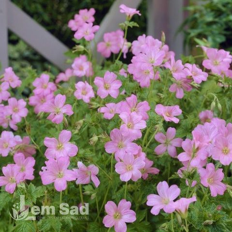 Герань Воргрейв Пінк (Geranium Wargrave Pink) 20316 фото