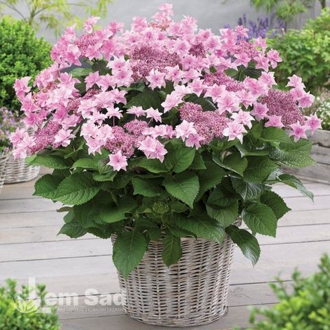 Гортензия крупнолистная Доппио Роза (Hydrangea macrophylla Doppio Rosa) 20016 фото
