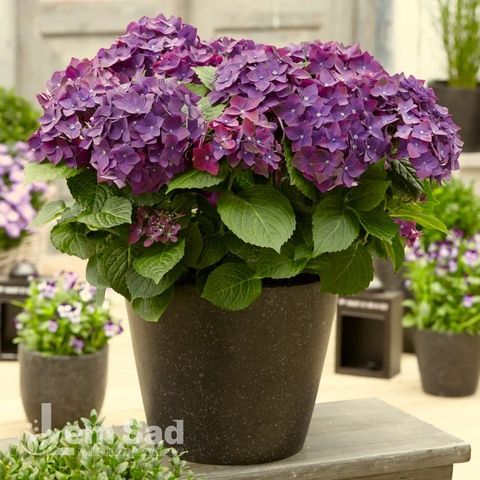 Гортензия крупнолистная Роял Ред Пёрпл (Hydrangea macrophylla Royal Red Purple) 20365 фото