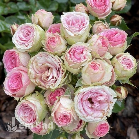 Троянда плетиста Міні Еден (Rosa Mini Eden) 50319 фото
