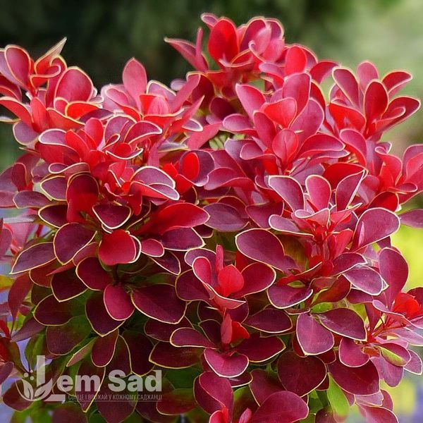 Барбарис Тунберга Руби Стар (Berberis thunbergii Ruby Star) 20166 фото
