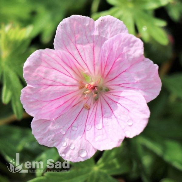 Герань Воргрейв Пінк (Geranium Wargrave Pink) 20316 фото