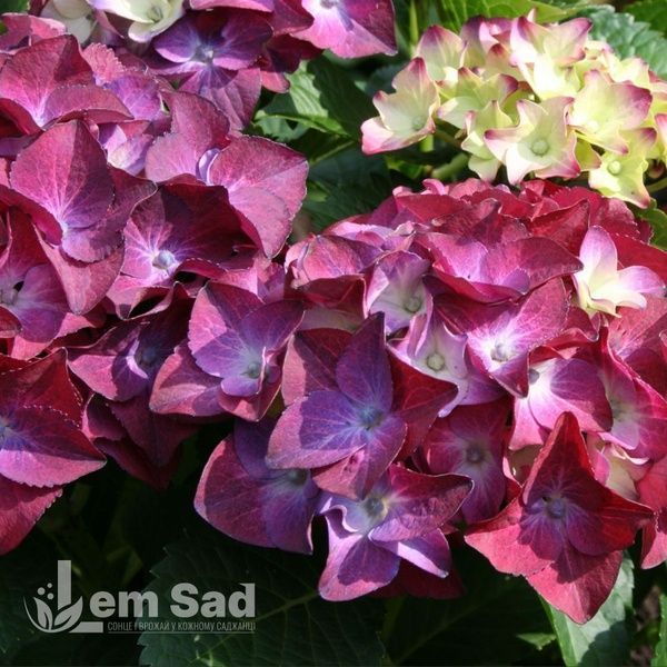 Гортензия крупнолистная Роял Ред Пёрпл (Hydrangea macrophylla Royal Red Purple) 20365 фото