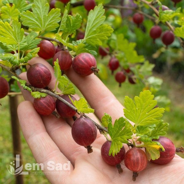 Аґрус Каменяр (Ribes uva-crispa Kameniar) 30173 фото