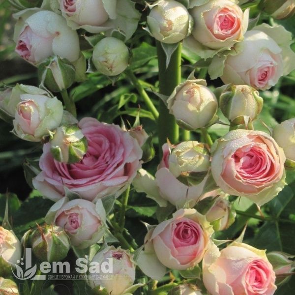 Троянда плетиста Міні Еден (Rosa Mini Eden) 50319 фото