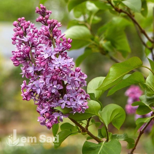 Бузок звичайний Надія (Syringa vulgaris Nadezhda) 20225 фото