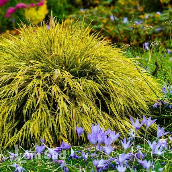 Хаконехлоя Малд Вайн (Hakonechloa macra Mulled Wine) 20066 фото