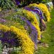 Аліссум Вульфена Голден Спрінг (Alyssum wulfenianum Golden Spring) 20112 фото 2