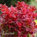 Барбарис Тунберга Руби Стар (Berberis thunbergii Ruby Star) 20166 фото 2