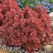 Барбарис Тунберга Руби Стар (Berberis thunbergii Ruby Star) 20166 фото 1