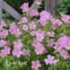 Герань Воргрейв Пінк (Geranium Wargrave Pink) 20316 фото 1