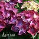 Гортензия крупнолистная Роял Ред Пёрпл (Hydrangea macrophylla Royal Red Purple) 20365 фото 2
