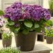 Гортензия крупнолистная Роял Ред Пёрпл (Hydrangea macrophylla Royal Red Purple) 20365 фото 1