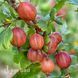 Аґрус Каменяр (Ribes uva-crispa Kameniar) 30173 фото 1