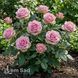 Троянда чайно-гібридна Вем (Rosa Wham) 50249 фото 1