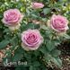 Троянда чайно-гібридна Вем (Rosa Wham) 50249 фото 3