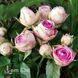 Троянда плетиста Міні Еден (Rosa Mini Eden) 50319 фото 2