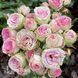Троянда плетиста Міні Еден (Rosa Mini Eden) 50319 фото 1
