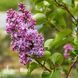 Бузок звичайний Надія (Syringa vulgaris Nadezhda) 20225 фото 2