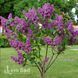 Бузок звичайний Надія (Syringa vulgaris Nadezhda) 20225 фото 1