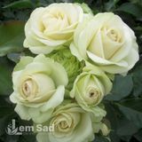 Роза флорибунда Лавли Грин (Rosa Lovely Green) 50320 фото