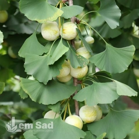 Гинкго билоба (Ginkgo biloba) 20332 фото