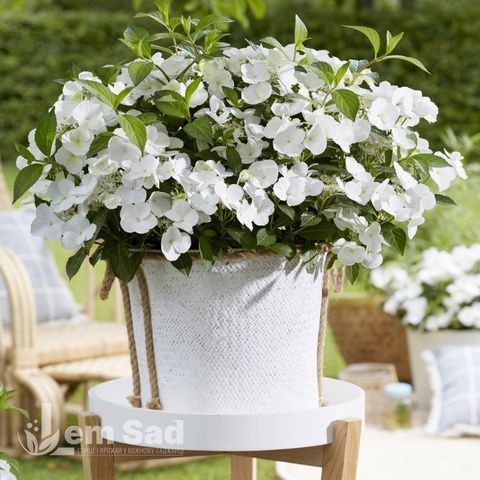 Гортензия гибридная Раневей Брайд (Hydrangea hybrid Runaway Bride) 20366 фото