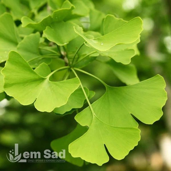 Гінкго білоба (Ginkgo biloba) 20332 фото