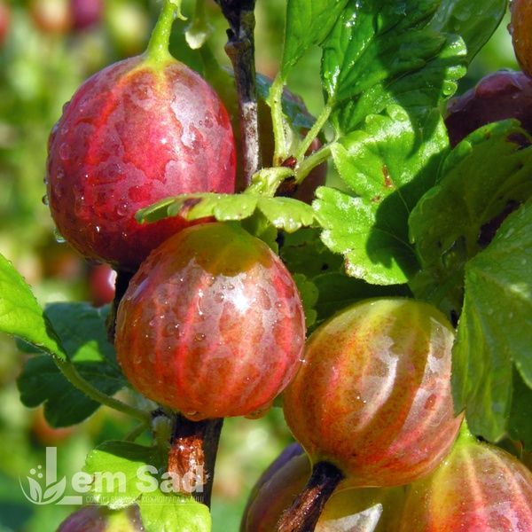 Крыжовник Элегант (Ribes uva-crispa Elegant) 30174 фото