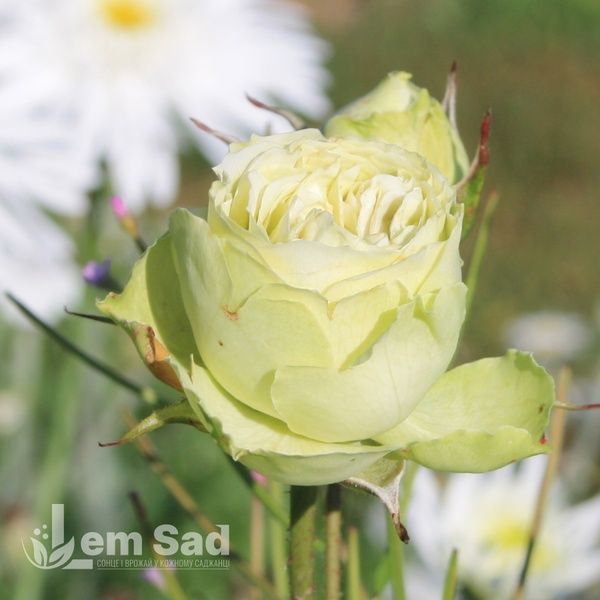 Троянда флорібунда Лавлі Грін (Rosa Lovely Green) 50320 фото