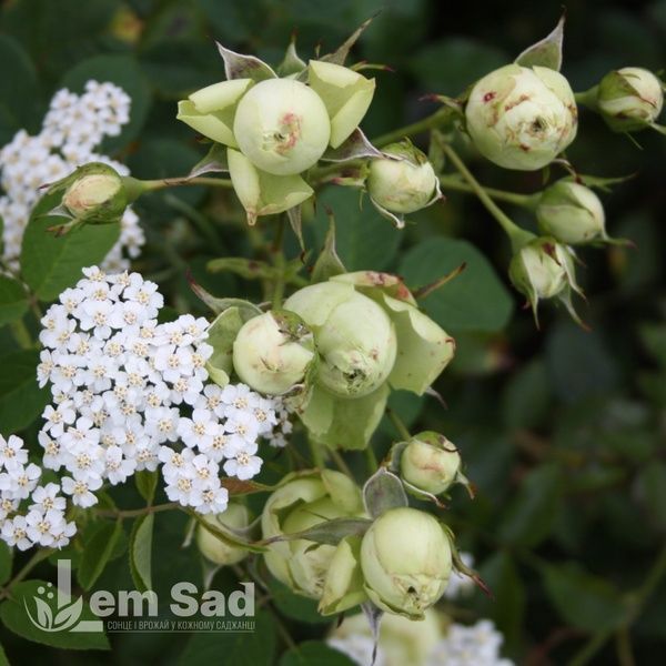 Троянда флорібунда Лавлі Грін (Rosa Lovely Green) 50320 фото