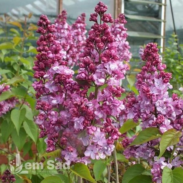 Бузок звичайний Принц Волконський (Syringa vulgaris Prince Wolkonsky) 20226 фото