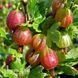 Крыжовник Элегант (Ribes uva-crispa Elegant) 30174 фото 1