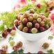 Крыжовник Элегант (Ribes uva-crispa Elegant) 30174 фото 3