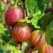 Крыжовник Элегант (Ribes uva-crispa Elegant) 30174 фото 2