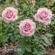 Троянда чайно-гібридна Нобіліс (Rosa Nobilis) 50250 фото 3