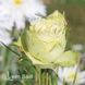 Троянда флорібунда Лавлі Грін (Rosa Lovely Green) 50320 фото 3