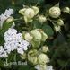 Троянда флорібунда Лавлі Грін (Rosa Lovely Green) 50320 фото 2