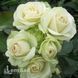 Троянда флорібунда Лавлі Грін (Rosa Lovely Green) 50320 фото 1