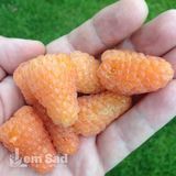 Малина крупноплодная Оранжевый гигант 30067 фото