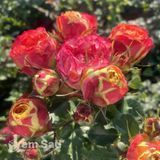 Роза чайно-гибридная Вулканика (Rosa Vulcanica) 50035 фото