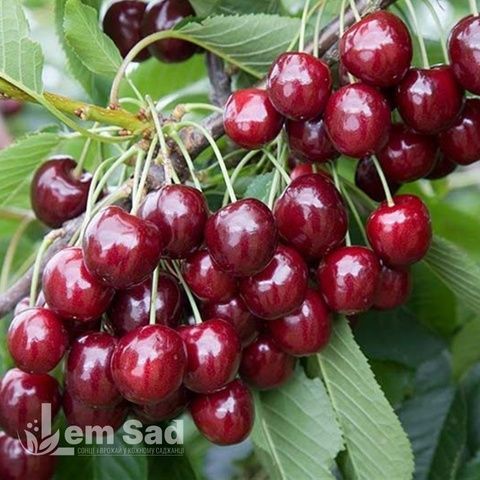 Черешня Регина 10088 фото