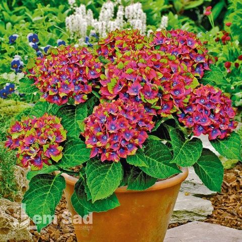 Гортензия крупнолистная Саксон Шлосс Ваккербарт (Hydrangea macrophylla Saxon Schloss Wackerbarth) 20367 фото