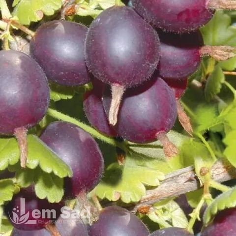 Аґрус Карат (Ribes uva-crispa Karat) 30175 фото