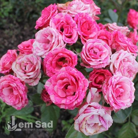 Троянда спрей Пінк Флеш (Rosa Pink Flash) 50321 фото